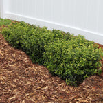 Soft Touch Holly adds evergreen touches to the landscape.