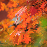 Southern Red Oak Tree