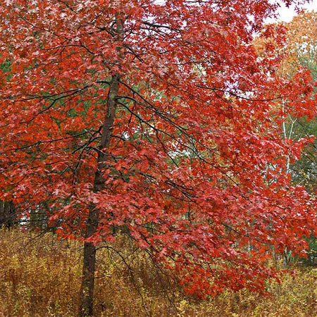 Southern Red Oak Tree