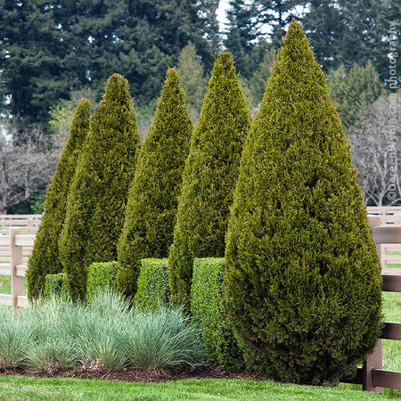 Spartan Juniper Tree