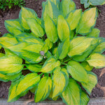 Stained Glass Hostas brighten any shady spot with their bright foliage.