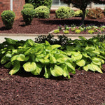 Stained Glass Hosta