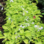 Stained Glass Hosta