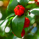 Star Cherry Tree