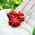 Star Cherry Tree