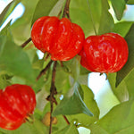 Star Cherry Tree