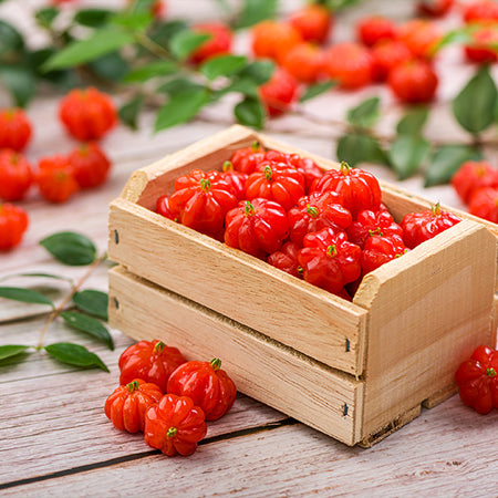 Star Cherry Tree