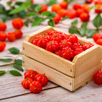 Star Cherry Tree
