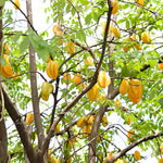 Starfruit Tree (Carambola)