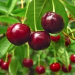 Harvest Stella cherries in July.