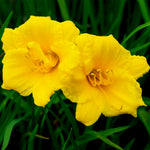 Stella De Oro Daylily