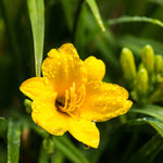 Stella De Oro Daylily