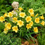 Stella De Oro Daylily
