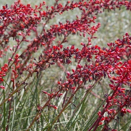 Dwarf Red Yucca Stoplights