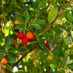 Marina Strawberry Tree