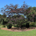 Summer Chocolate Mimosa Tree