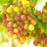 Summit Grape Vine
