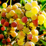Summit Grape Vine