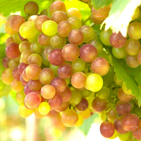 Summit Grape Vine