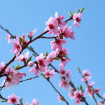 Every spring your Nectarine tree will have pink flowers.