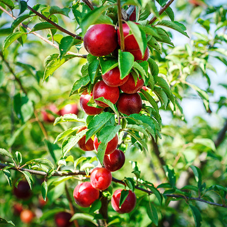 Sunglo Nectarine