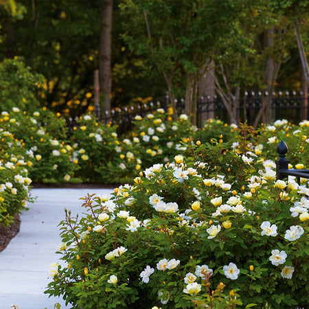 Sunny Knock Out® Rose