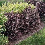 Sweet Cherry Tea Ninebark Shrub