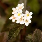 Flowers in spring and midsummer.