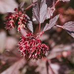 Seed pods emerge after flowering in late spring.