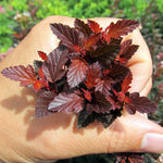 Sweet Cherry Tea Ninebark Shrub