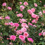 Sweet Drift® Rose