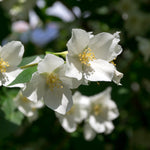 White single petal blooms.