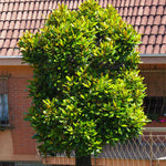 Sweetbay Magnolia Tree
