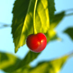 Fruit ripens early in the summer.