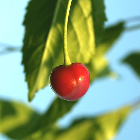 Sweetheart Cherry Tree