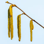 Theta Filbert Hazelnut Tree