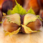 Theta Filbert Hazelnut Tree