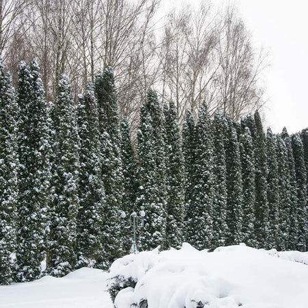 Taylor Juniper Tree