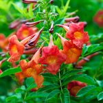 Bells of Fire™ Tecoma