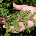 Thuja Green Giant Tree