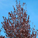Soft pink flowers fill the tree in spring.