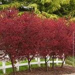 Fall color is a crimson red.