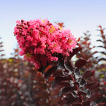 Thunderstruck™ Coral Boom™ Crape Myrtle
