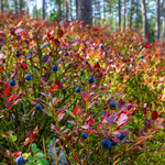 Blueberry shrubs have great red fall color.