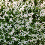 New foliage is pink and fades to white.
