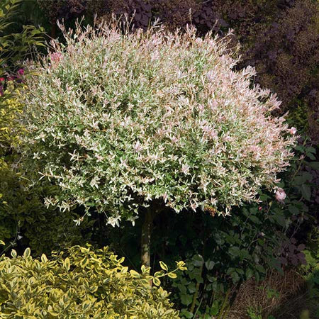 Tri Color Willow Tree