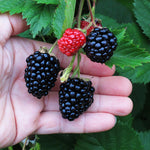Easy to harvest with a lack of thorns.