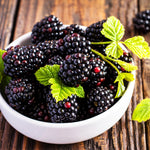 Triple Crown bushes produce large, sweet blackberries.