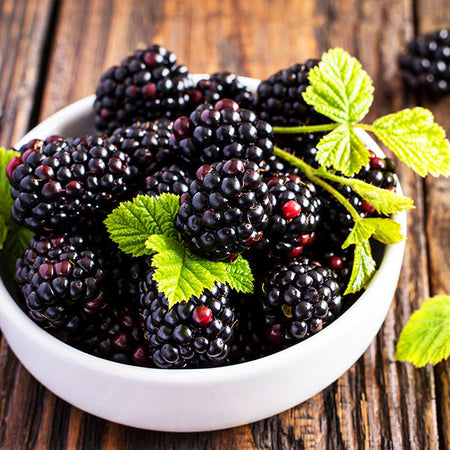 Triple Crown Thornless Blackberry Bush