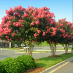 Blooms are very long lasting, all summer to fall.
